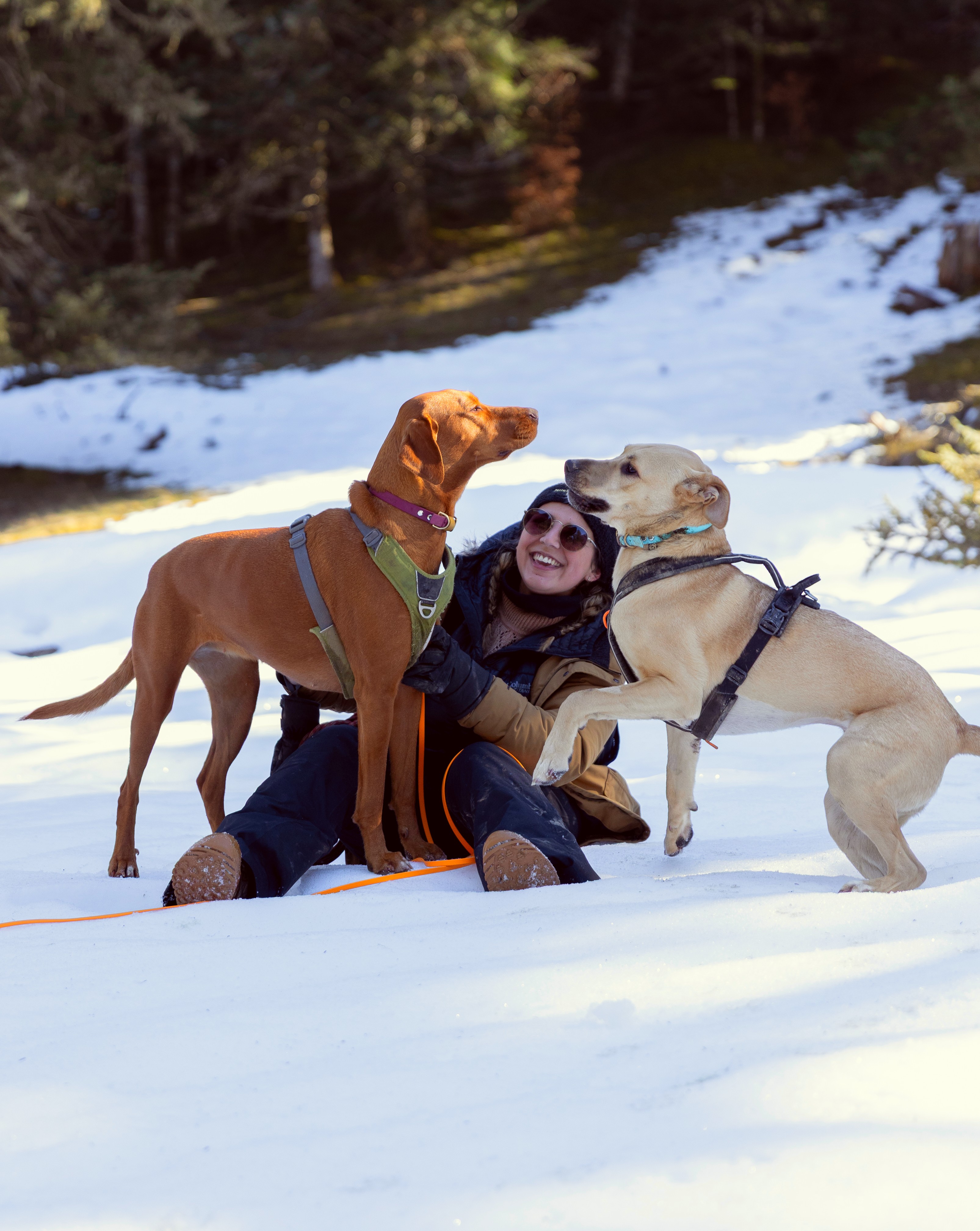 Chien coopérant avec sa personne lors d'un exercice
