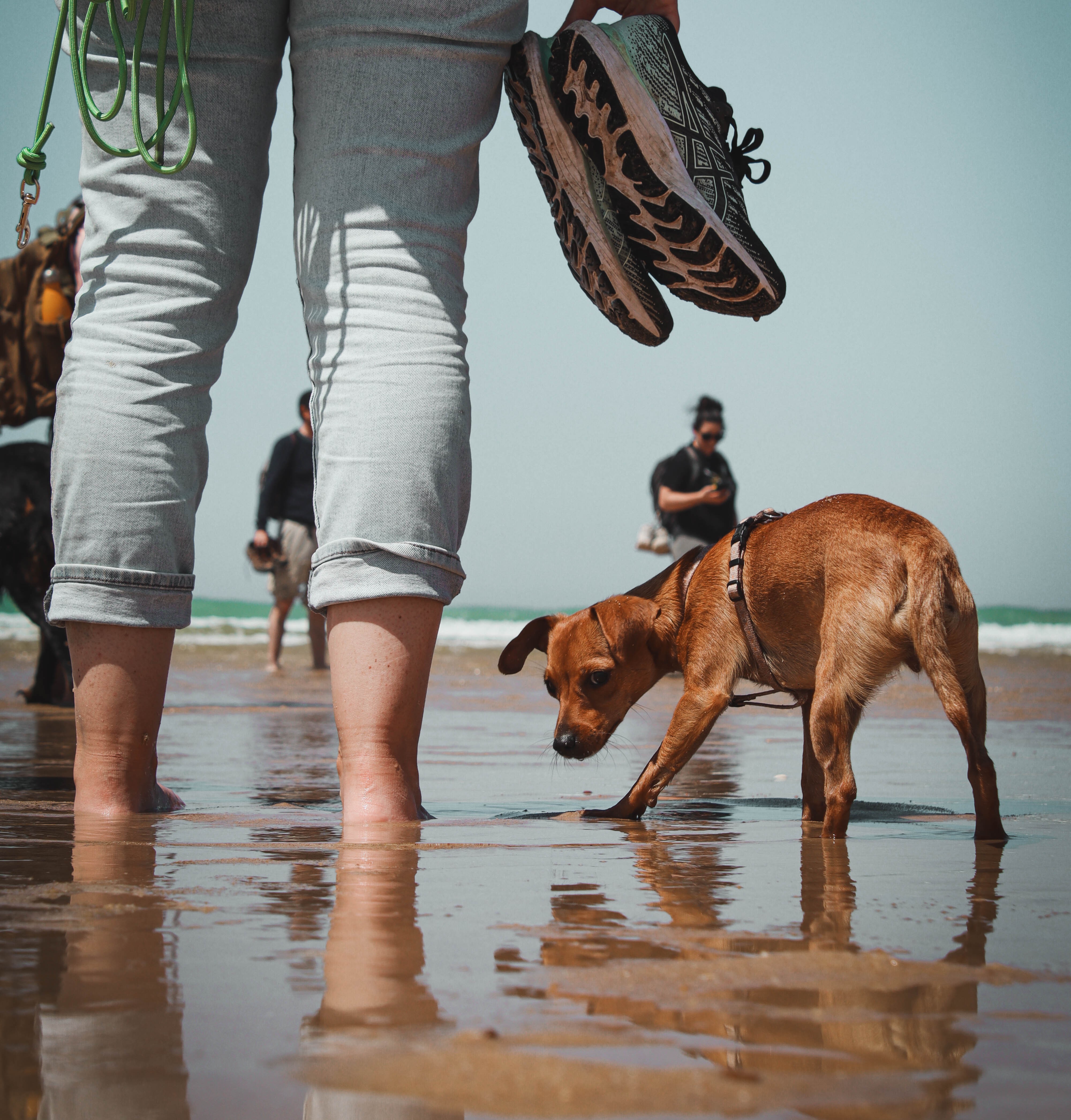 Balade éducative avec un chien en longe