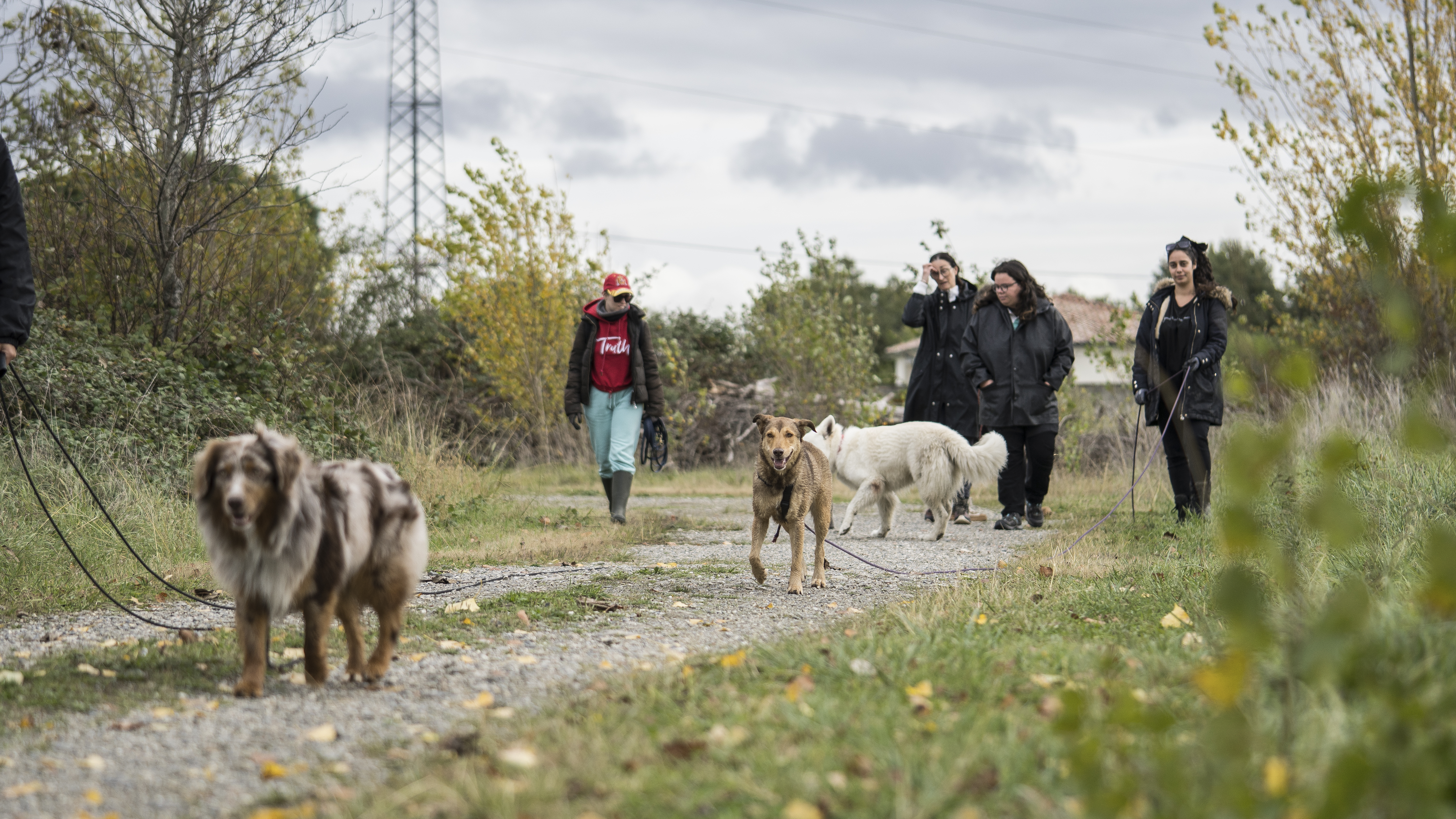 Chien épanoui explorant son environnement en pleine nature