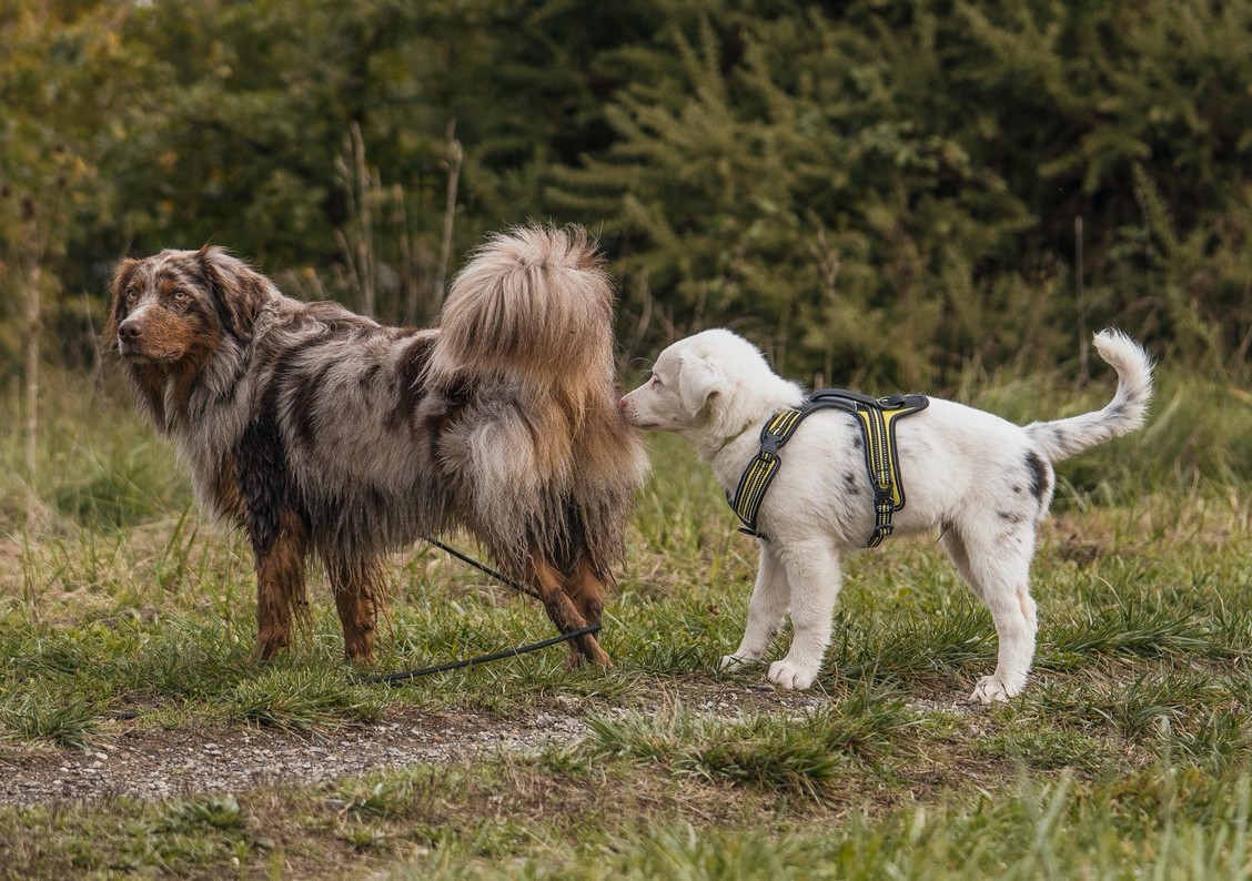 Progression en douceur lors d'une séance d'éducation canine