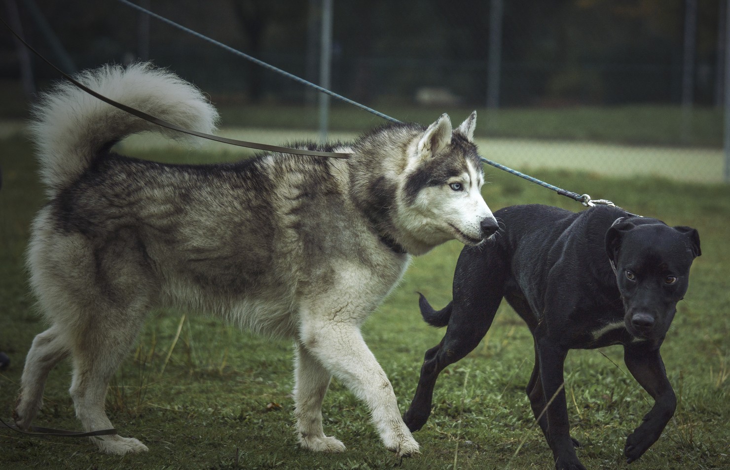 Chien en longe attachée au harnais lors d'une promenade
